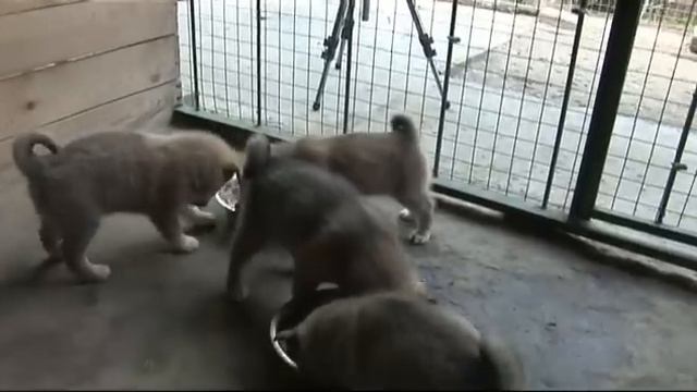 Содержание щенков лайки смотреть онлайн