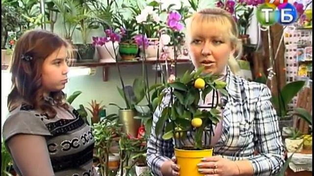 Чарівна скринька - Догляд за квітами