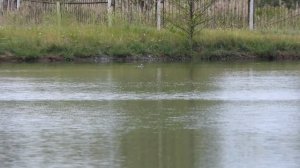 Поганка Черношейная, молодая птица, наблюдение птиц, 11 августа 2023, Старая Русса