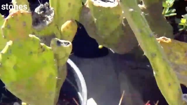 صبار معطف جوزيف Opuntia monacantha смотреть онлайн