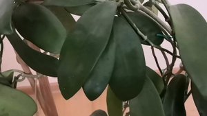 Крупные хойи??? в моей коллекции ?Archboldiana, Pubicalyx silver pink, Meliflua, Fraterna.