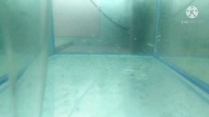 Чистка аквариума у мальков.