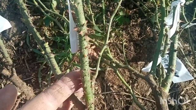 ПОКАЗЫВАЮ мои годовалые корнесобственные саженцы: корневая, развитие - Прикоп на зиму , как сделат смотреть онлайн