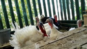Индюшата Белые широкогрудые//продажа индюков