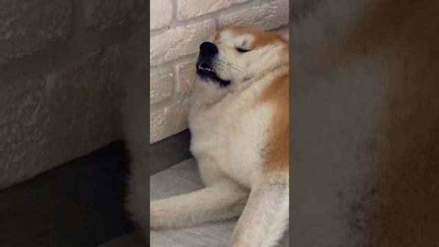 Жизнь удалась🐌#акита#акитаину#хатико#ahots смотреть онлайн