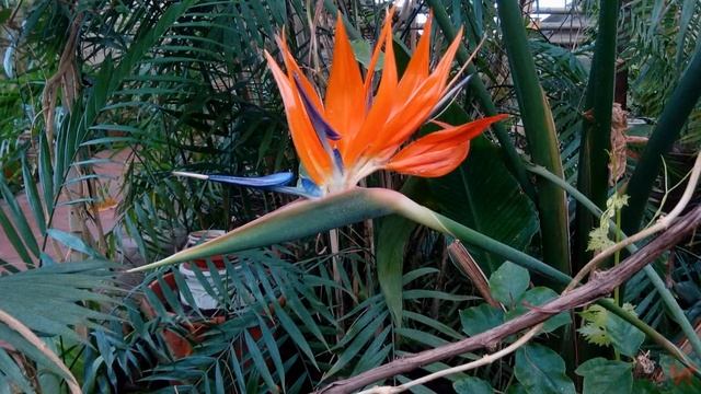 Стрелиция, также Стрелитция (Strelitzia) смотреть онлайн