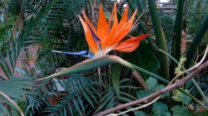Стрелиция, также Стрелитция (Strelitzia)