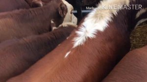 И снова на рынке в КБР город Прохладный