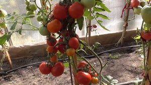 Томат Самый ранний биф идеален для получения раннего урожая в теплице.