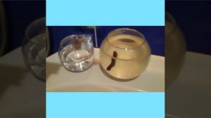 Как мыть аквариум?