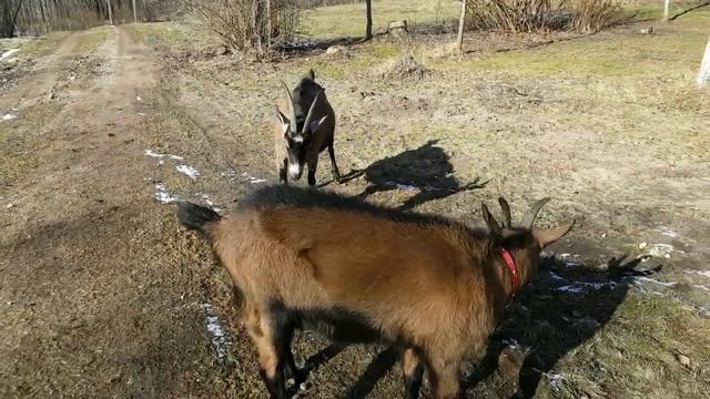 Мотоблок МТЗ 09Н(БЕЛАРУС) опять в работе.Дрова.Козы. смотреть онлайн