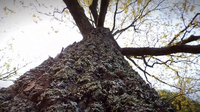 Видеозарисовка. Парк Монрепо