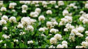 Майский жук. Личинки. Методы борьбы с вредителем