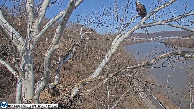 USS Bald Eagle Cam 1 on 2-25-24 @ 13:10:44 Great close up of sub adult and tussle in the nest смотреть онлайн