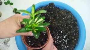 Комнатные растения ?/ Повседневные заботы ?/ Бересклет и Пеперомия Хоуп/ Грунт для бересклета