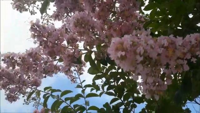 #Лагерстрёмия,#"индийская #сирень" в #Ашдоде.#Израиль. смотреть онлайн