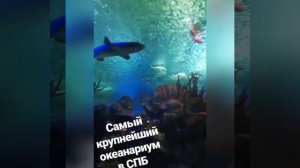 Лучший Океанариум в России! Современный Планетарий !