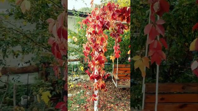 autumn colors Parthenocíssus quinquefolia ?? | осенние краски Девичий виноград #shorts #shortsautum