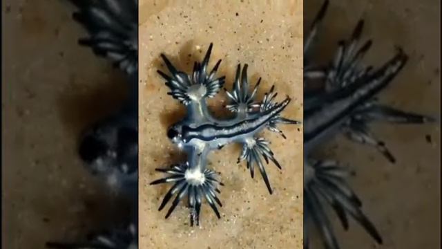 Glaucus atlanticus