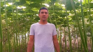 #павловния кучатлари кандай екилади