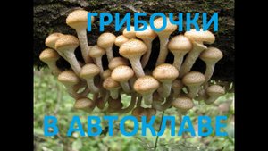 Грибы соленые в автоклаве.mp4