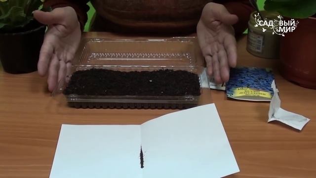 Как вырастить лобелию ЧАСТЬ 1. Посев семян с песком.
