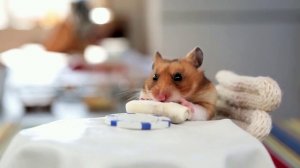 Petit Hamster qui mange des Burritos