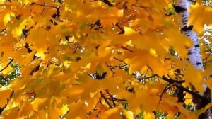 Иван Бунин - Листопад ???