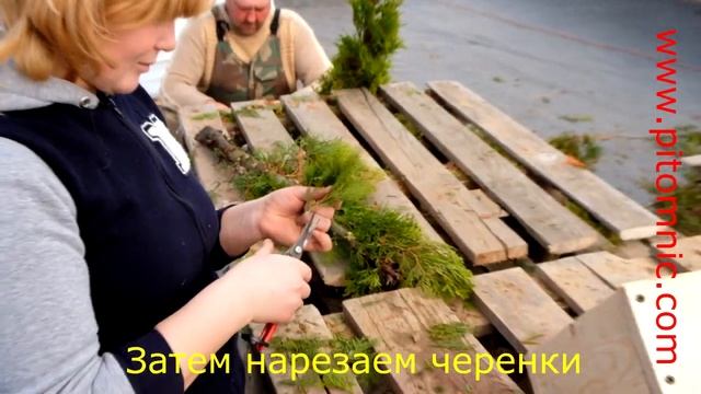 Черенкование туи зимой