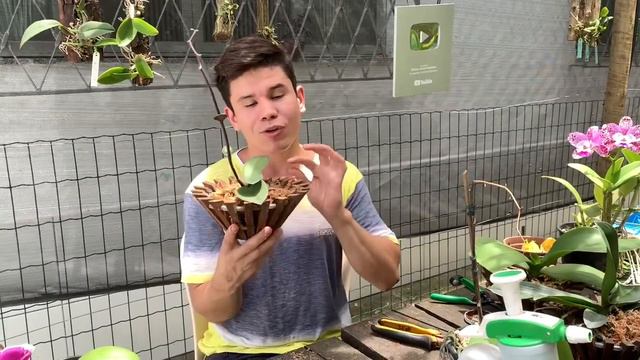 PLANTANDO PHALAENOPSIS - ANIVERSÁRIO DE VINÍCIUS смотреть онлайн
