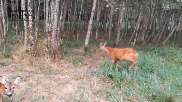 КОСУЛИ В ПОДМОСКОВНОМ САФАРИ-ПАРКЕ смотреть онлайн