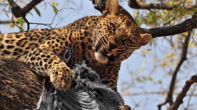 Животные, Которых Редко Видели смотреть онлайн