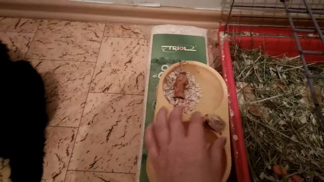 Как ухаживать за декоративным кроликом в домашних условиях смотреть онлайн