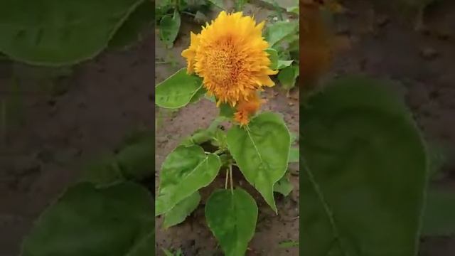 🌻 Teddy bear sunflower 🌻