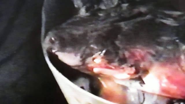 Горностай охраняет "свои" припасы смотреть онлайн