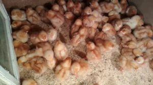 Куры несушки Кубань гибрид описание//Кубанская красная цыплята