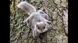 О грызунах. Емуранчик и Белка Летяга