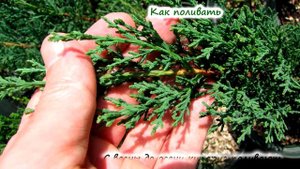 Кипарис – условия выращивания: полив, подкормка, пересадка, зимовка