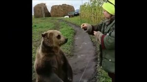 Медвежонок Вася. Bear Vasya (Школа Дом Волка. The School House Of The Wolf)