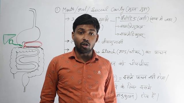 Digestive System | पाचन तंत्र | Khan GS Research Center | Patna смотреть онлайн