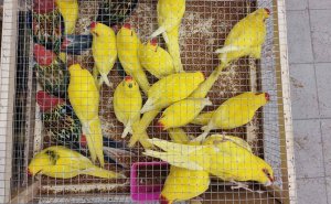 Таможенники обнаружили 19 редких попугаев в аэропорту Жуковский / Город новостей на ТВЦ