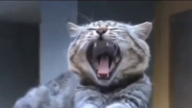 Котинька-коток, колыбельная детская потешка