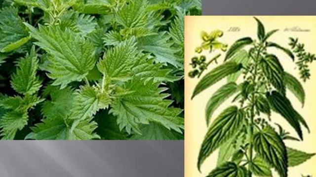 Мичурин Иван Владимирович