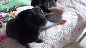 Маленькая но шустрая собачка Боня! Собаки и дети в смешном видео 2017 )))