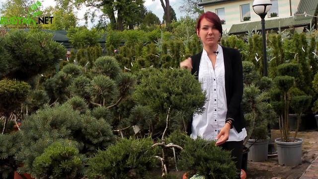 Випуск 67. Ялівець козацький Rockery Gem Bonsai смотреть онлайн