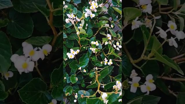 begonia plant🌿🌼🌿