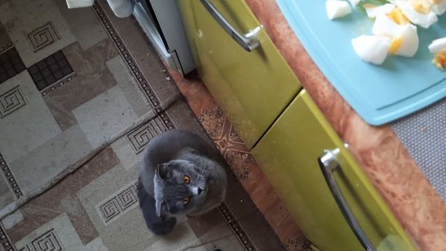 РАЦИОН БРИТАНСКОГО КОТА / Хватит есть, а то толстым будешь! / Британский кот / смешные животные смотреть онлайн