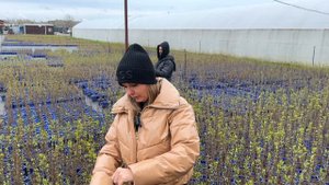 Ирина Любченко – тонкости производства сирени