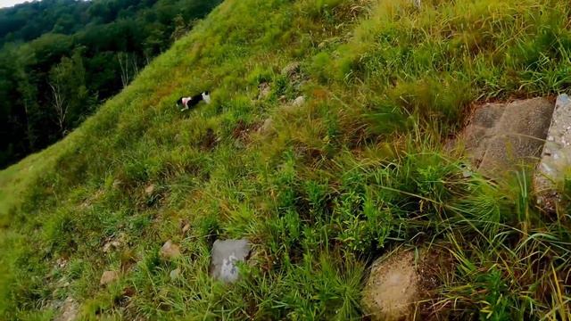 Охота по перепелу. Сезон 2022. смотреть онлайн