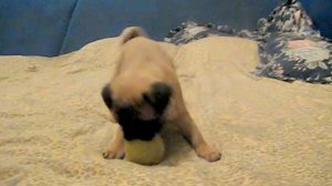 LOTHEART Alar Herald